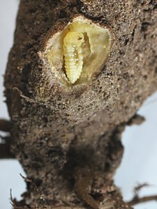 Ethonion cf. reichei, PL2546A, larva, in Pultenaea largiflorens, immature larva 5.2 mm long, SL, 5.2 × 1.3 mm